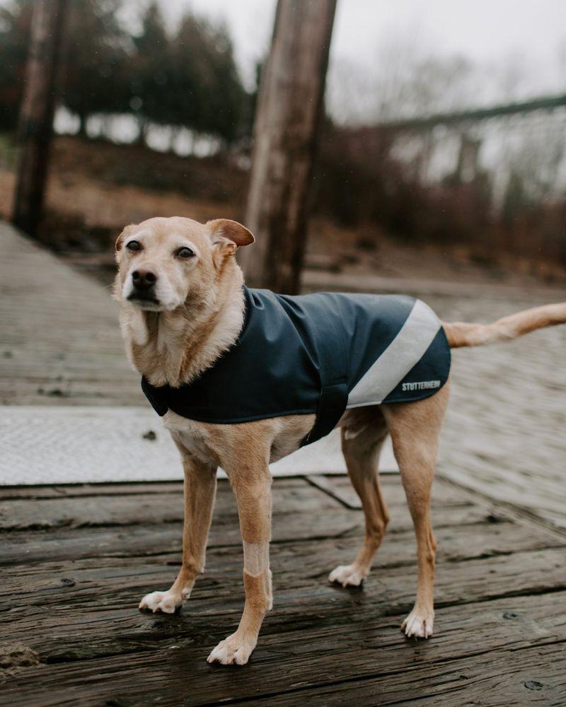 stutterheim Dog Raincoat Navy