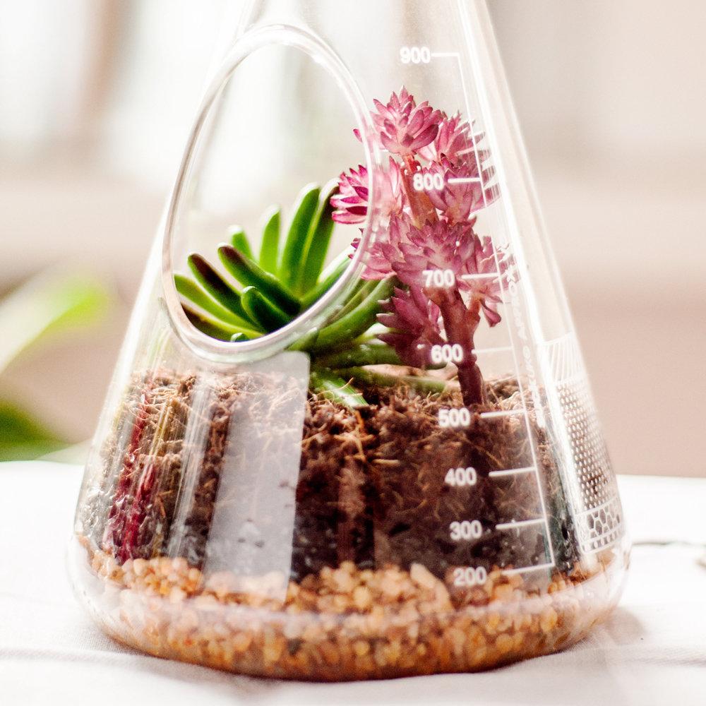 Suck Uk Chemistry Terrarium Kit