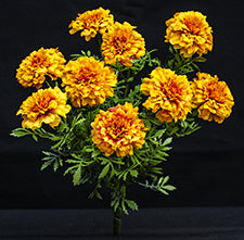 sugar skull Silk Marigold Bouquets - Gold - Limited Quantity