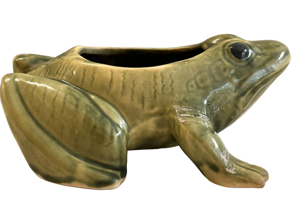 sugar skull Frog Planter - Succulants