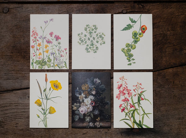 Summerill & Bishop 'Clover' Greeting Card 15cm X 10cm (A6)