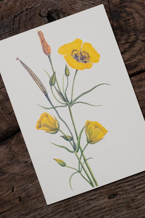 Summerill & Bishop 'Evening Primrose' Yellow Greeting Card 15cm X 10cm (A6)