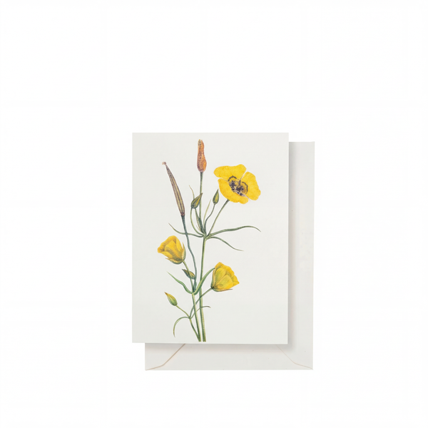 summerill & bishop 'Evening Primrose' Yellow Greeting Card 15cm x 10cm (A6) summerill & bishop 'Evening Primrose' Yellow Greeting Card 15cm x 10cm (A6)