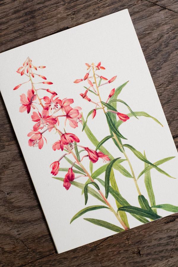 Summerill & Bishop 'Fireweed' Pink Greeting Card 15cm X 10cm (A6)