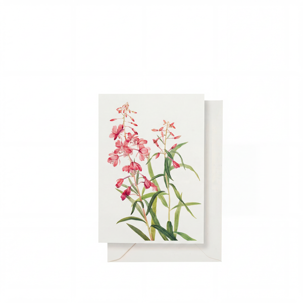 summerill & bishop 'Fireweed' Pink Greeting Card 15cm x 10cm (A6) summerill & bishop 'Fireweed' Pink Greeting Card 15cm x 10cm (A6)