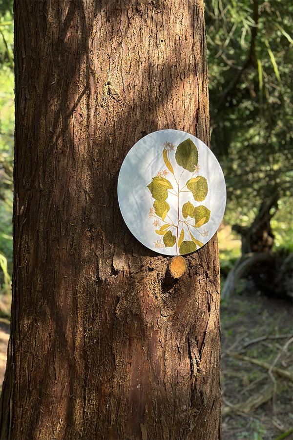 Summerill & Bishop Herbarium Round Cork-backed Placemat In Limetree 34cm