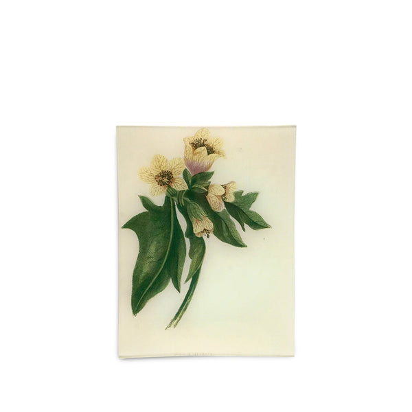 summerill & bishop John Derian 'Common Henbane' Rectangular Tray 20 x 27cm