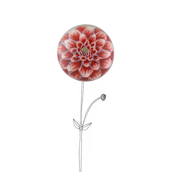 Summerill & Bishop John Derian 'Dark Pink Dahlia' Paperweight 9cm