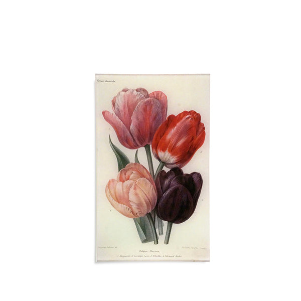 summerill & bishop John Derian 'Darwin Tulips' Rectangular Medium Tray 18 x 29cm