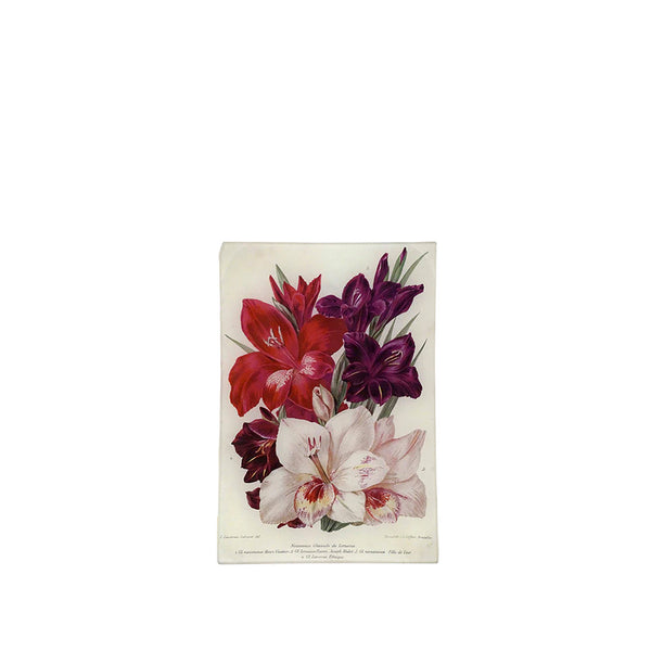 summerill & bishop John Derian 'Gladiolas of Lemoine' Medium Tray 15 x 23cm