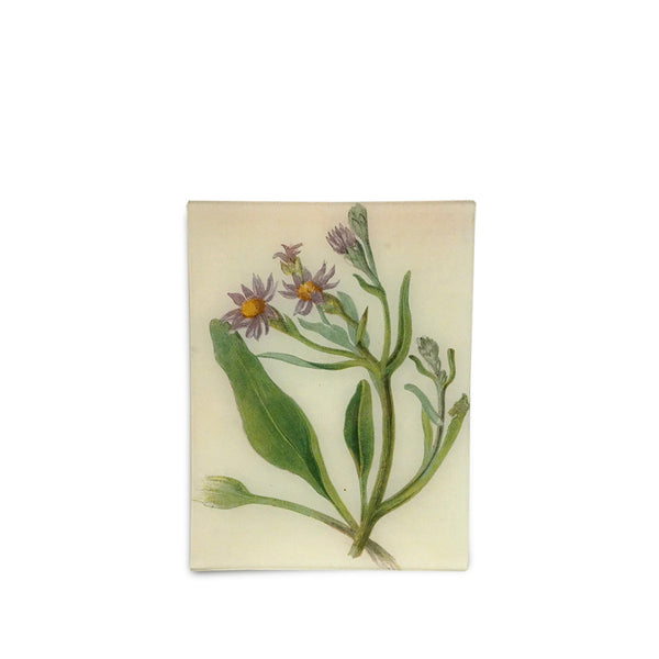 summerill & bishop John Derian 'Michaelmas Daisy' Rectangular Tray 20 x 27cm