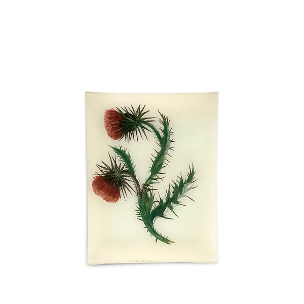 summerill & bishop John Derian 'Musk Thistle' Rectangular Tray 20 x 27cm