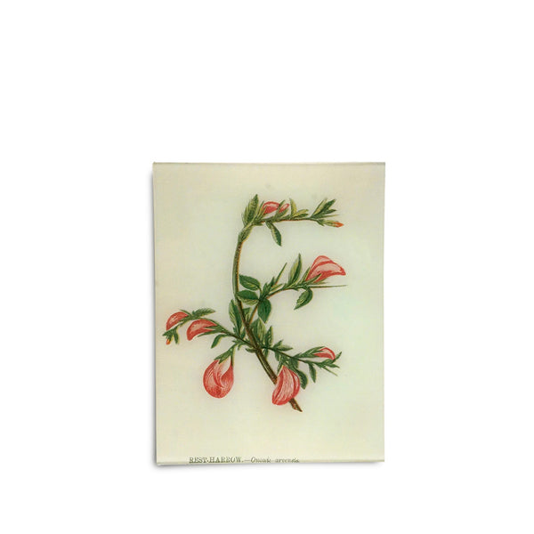 summerill & bishop John Derian 'Rest Harrow' Rectangular Tray 20 x 27cm