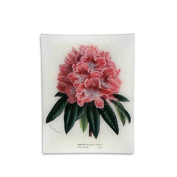 summerill & bishop John Derian 'Rhododendron Ange Vervaet' Rectangular Tray 25 x 33cm