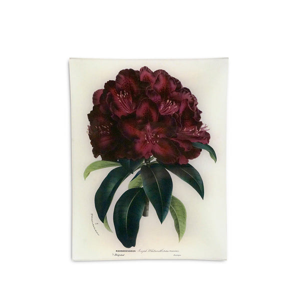 summerill & bishop John Derian 'Rhododendron Joseph Whitworth' Rectangular Tray 25 x 33cm