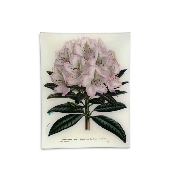 summerill & bishop John Derian 'Rhododendron Madame Louis' Rectangular Tray 25 x 33cm