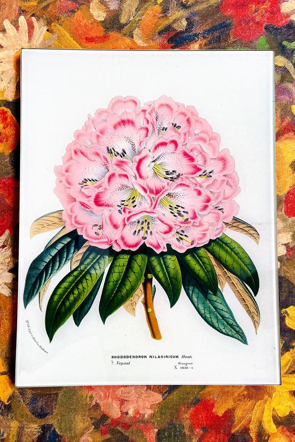 Summerill & Bishop John Derian 'Rhododendron Nilagiricum' Rectangular Tray 25 X 33cm