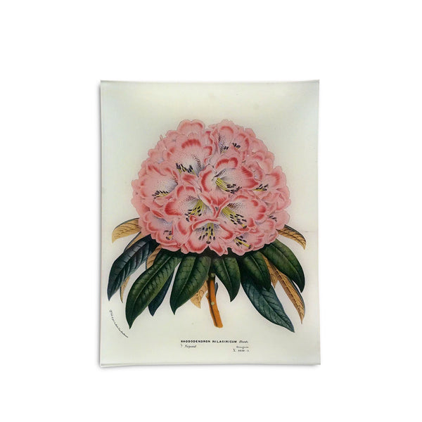 summerill & bishop John Derian 'Rhododendron Nilagiricum' Rectangular Tray 25 x 33cm