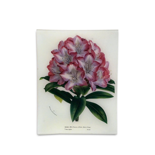 summerill & bishop John Derian 'Rhododendron Princess of Wales' Rectangular Tray 25 x 33cm