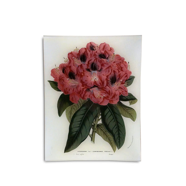 summerill & bishop John Derian 'Rhododendron Stamfordianum' Rectangular Tray 25 x 33cm