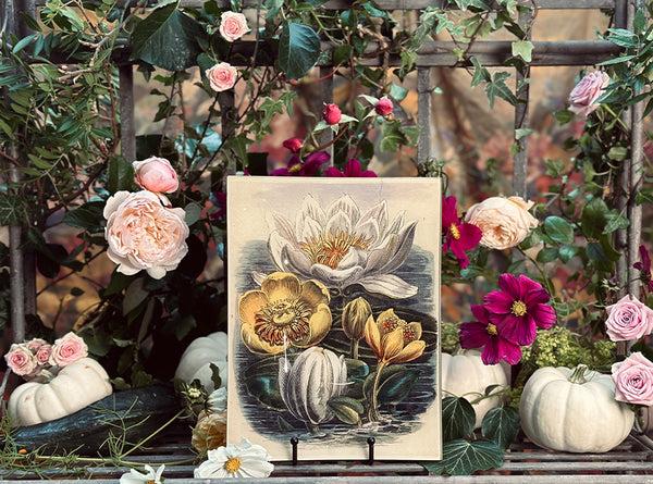 Summerill & Bishop John Derian 'Rose & Peacock P291' Rectangular Tray 28 X 35.5cm