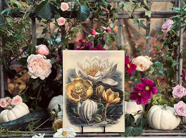 Summerill & Bishop John Derian 'Water Lilies On Water' Rectangular Tray 20x27cm