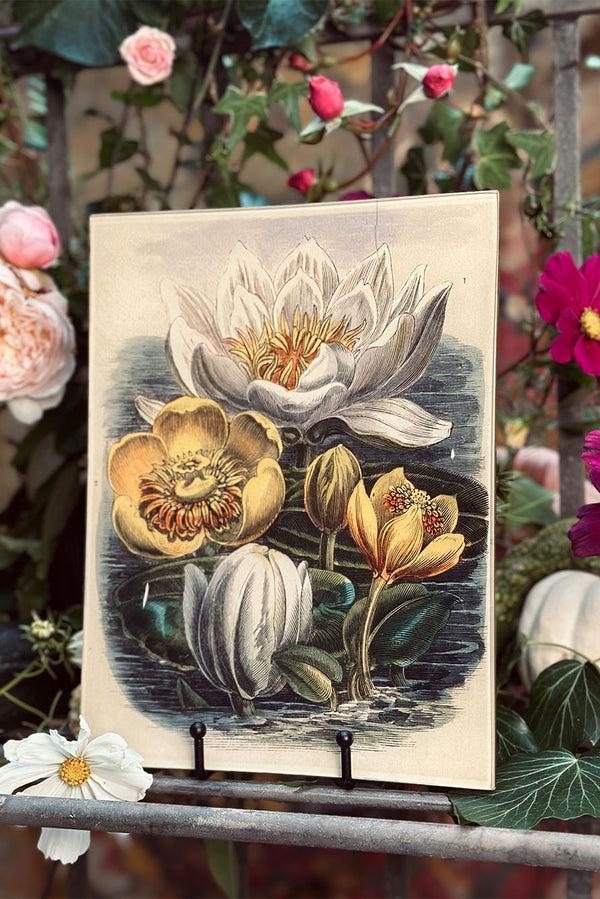 Summerill & Bishop John Derian 'Water Lilies On Water' Rectangular Tray 20x27cm