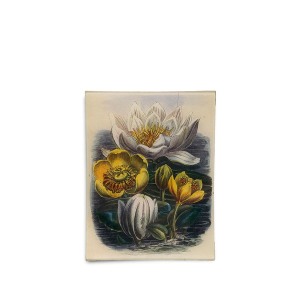 summerill & bishop John Derian 'Water Lilies on Water' Rectangular Tray 20x27cm