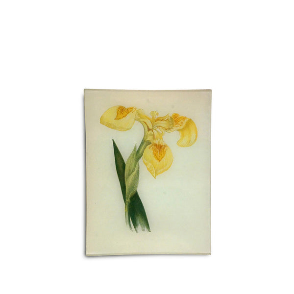 summerill & bishop John Derian 'Yellow Iris' Rectangular Tray 20 x 27cm