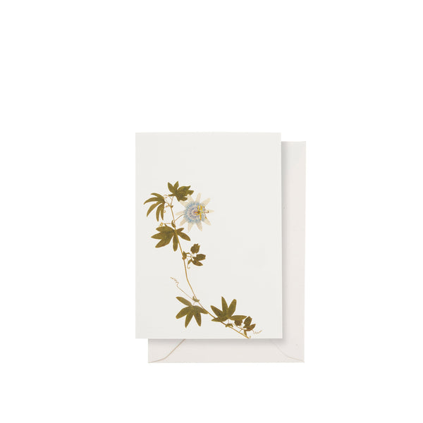 summerill & bishop 'Passiflora' Greeting Card 15cm x 10cm (A6)