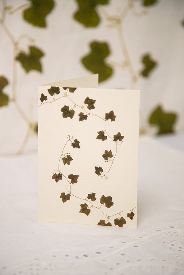 Summerill & Bishop 'Ivy' Greeting Card 15cm X 10cm (A6)