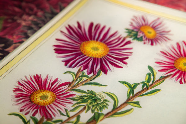 Summerill & Bishop John Derian 'Asters' Tray 25 X 33cm