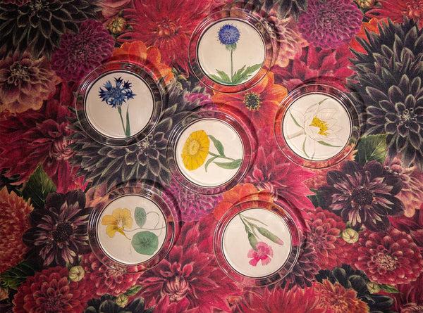 Summerill & Bishop John Derian 'Dianthus' Coaster 10cm