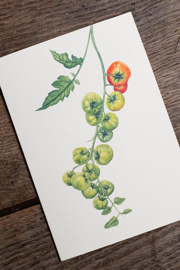 Summerill & Bishop Tomato 'Verte' Greeting Card 15cm X 10cm (A6)